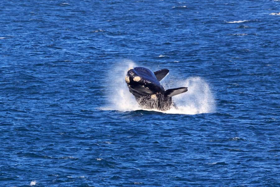 From Cape Town: 3-Day Garden Route Safari and Coastal Tour - FAQ