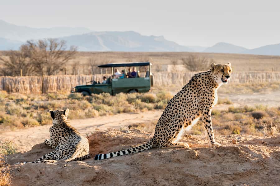 From Cape Town: 3-Day Garden Route Safari and Coastal Tour - Cape Town to Betty’s Bay, Hermanus, and the southern tip