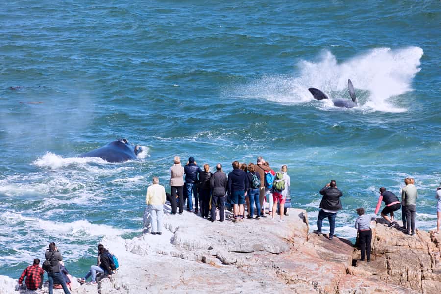From Cape Town: 3-Day Garden Route Safari and Coastal Tour - Is $720 a fair price?