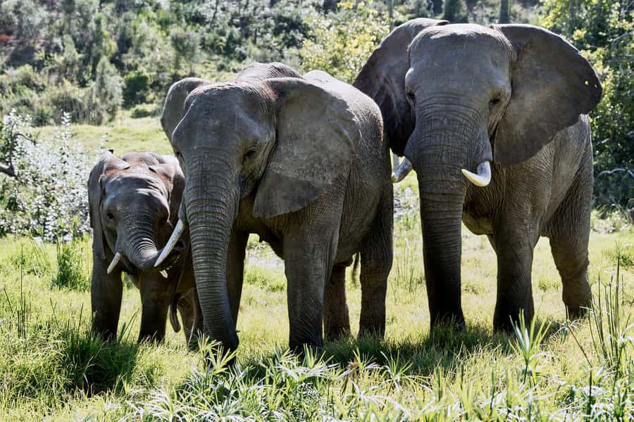 From Cape Town: 3-Day Garden Route Safari and Coastal Tour - What the long first day feels like