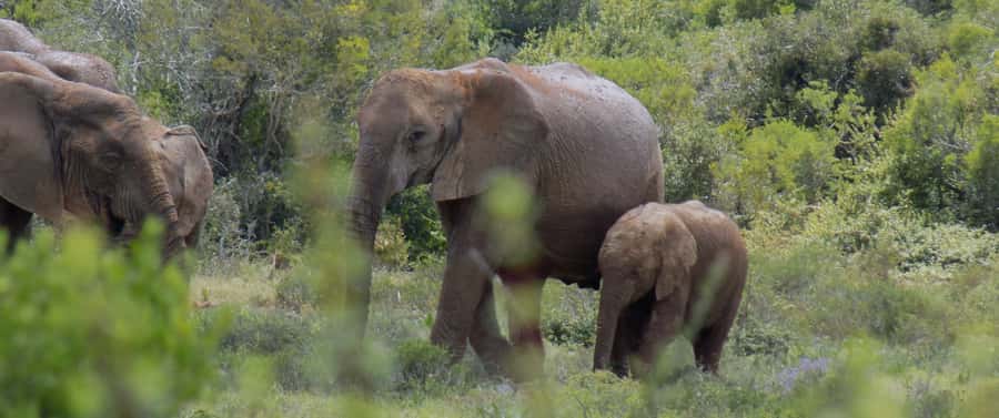 From Cape Town: 5-Day Best of Garden Route and Addo Safari - Day 5: Botlierskop and the long return to Cape Town
