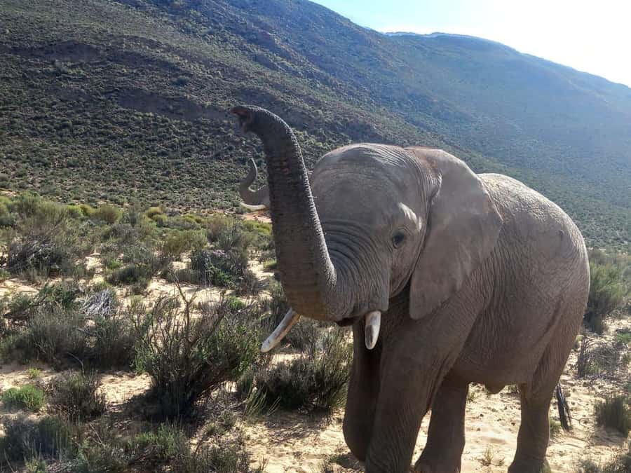 From Cape Town: Aquila Game Reserve Safari Tour with Lunch - Key points to know before booking