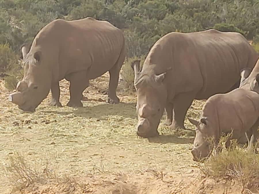 From Cape Town: Aquila Game Reserve Safari Tour with Lunch - Why Aquila works for a Cape Town holiday