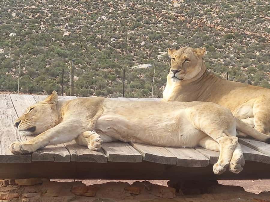 From Cape Town: Aquila Game Reserve Safari Tour with Lunch - Arrival at Aquila: welcome drink and lunch