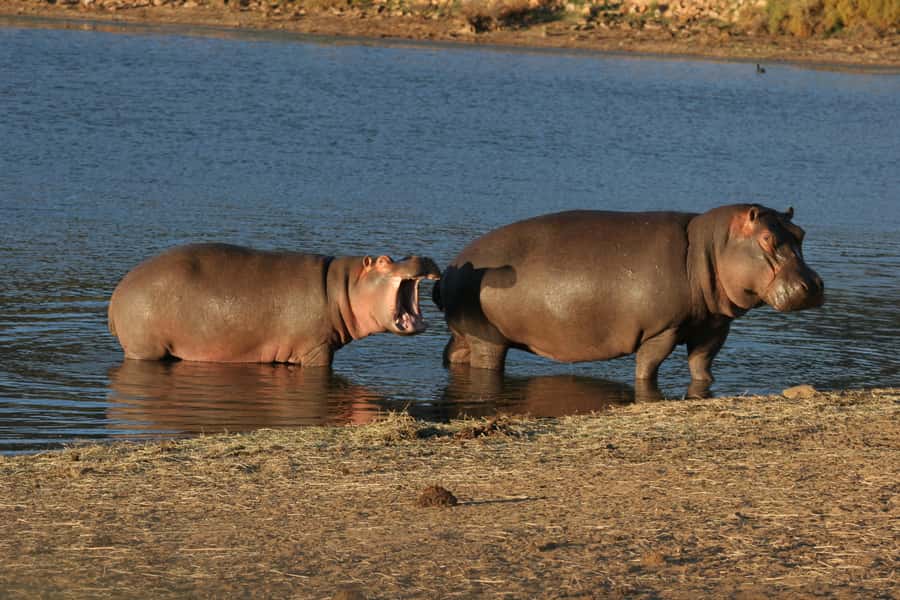 From Cape Town: Aquila Game Reserve Safari Tour with Lunch - The Big Five question: what you can really see