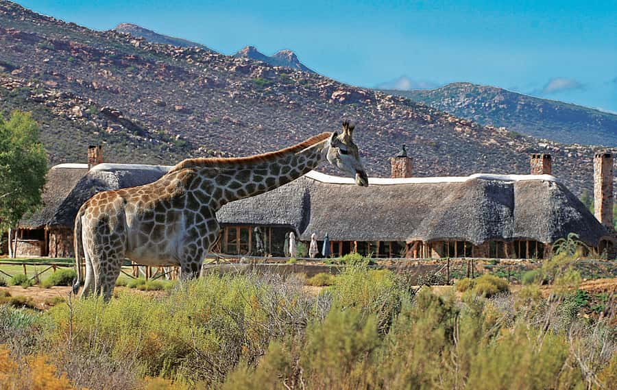 From Cape Town: Aquila Game Reserve Safari Tour with Lunch - How the long day affects comfort