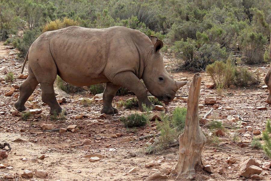 From Cape Town: Aquila Game Reserve Safari Tour with Lunch - Is $342 good value?