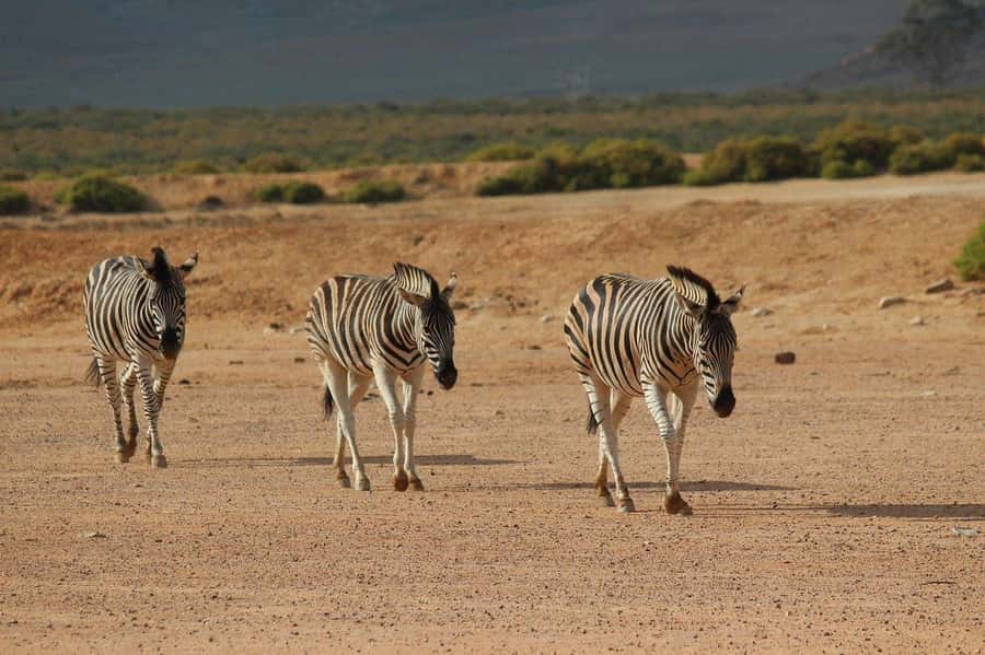 From Cape Town: Aquila Game Reserve Safari Tour with Lunch - Small details that make the day better