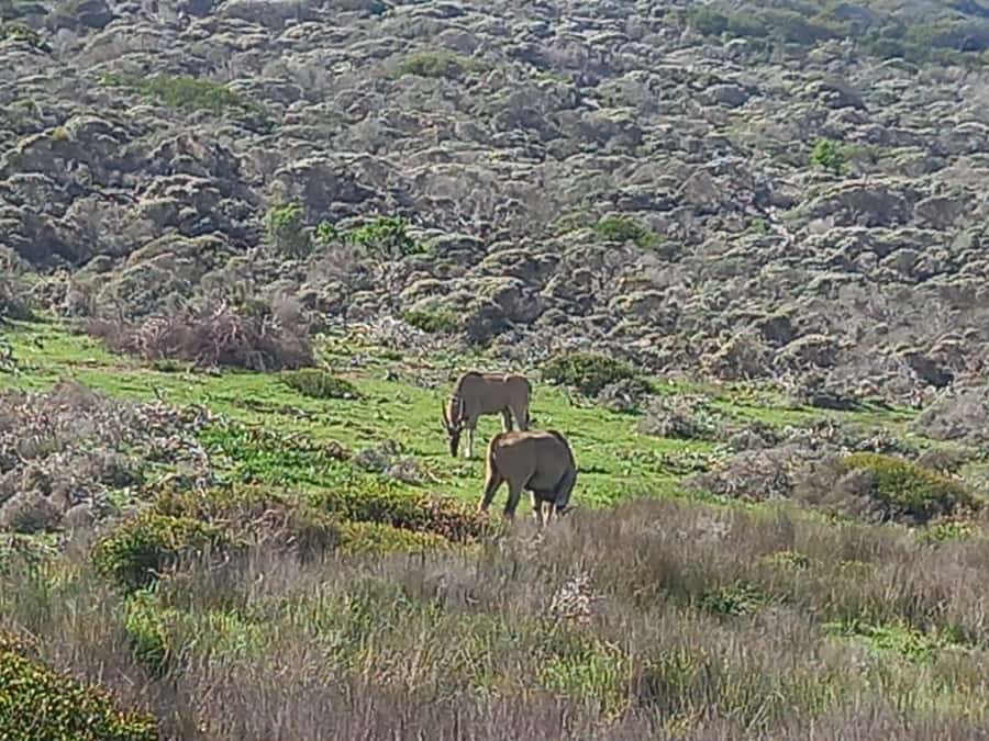 From Cape Town: Aquila Game Reserve Safari Tour with Lunch - The road from Cape Town to the reserve