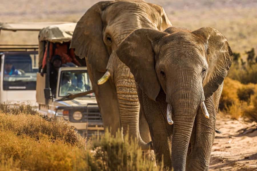 From Cape Town: Big Five Safari Experience with Lunch - Key points to know before booking