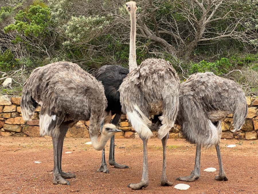 From Cape Town: Big Five Safari Experience with Lunch - Timing, cancellation, and small practical details