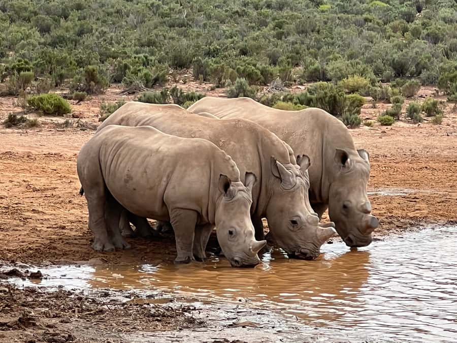 From Cape Town: Big Five Safari Experience with Lunch - A safari day that fits a Cape Town itinerary