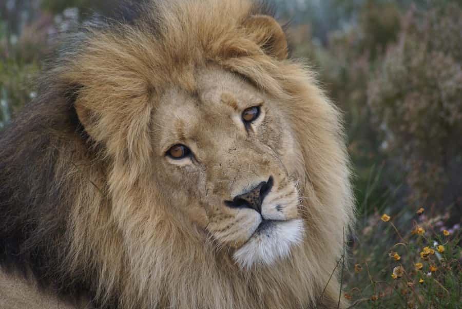 From Cape Town: Big Five Safari Experience with Lunch - Arrival, welcome drink, and buffet lunch