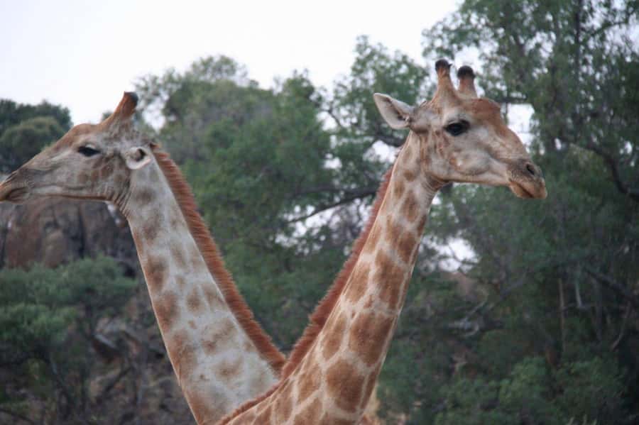From Cape Town: Big Five Safari Experience with Lunch - The guides can make or break the day