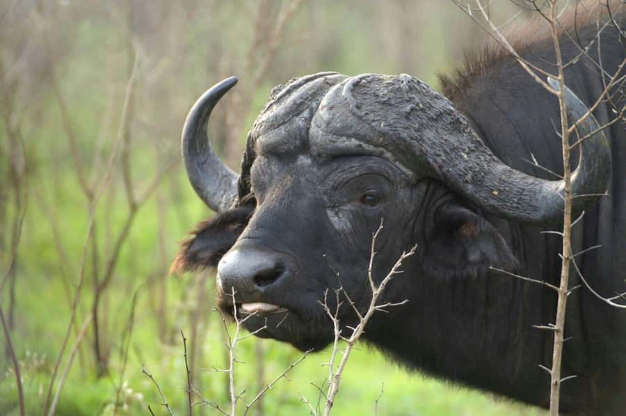 From Cape Town: Big Five Safari Experience with Lunch - The two-hour road trip from Cape Town