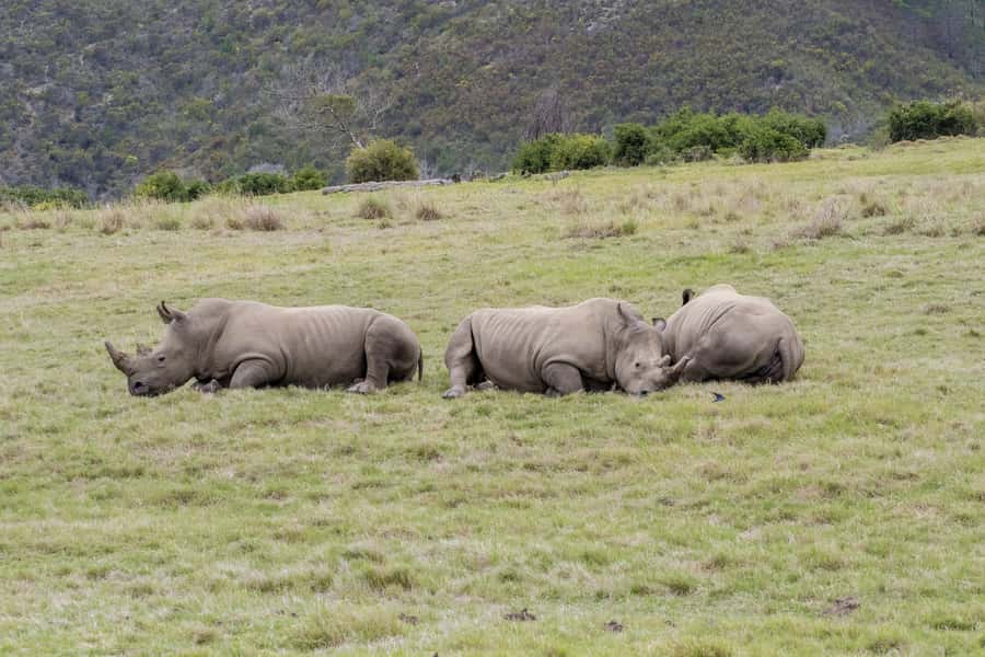 From Cape Town: South African Wildlife and Safari 2-Day Tour - A safari route built around limited time