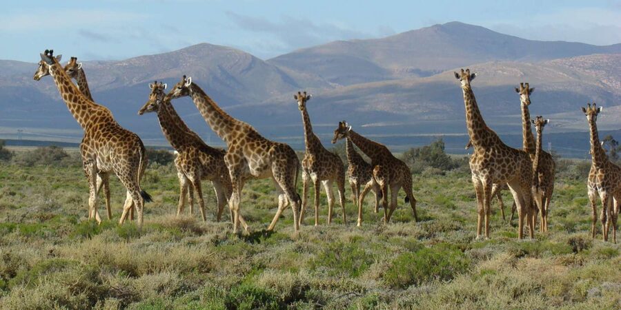 From Cape Town: South African Wildlife and Safari 2-Day Tour - Buffelsdrift looks closer
