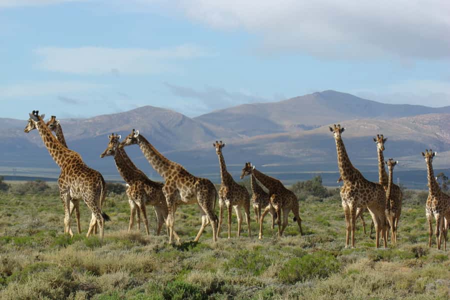 From Cape Town: South African Wildlife and Safari 2-Day Tour - Guides make the road time work