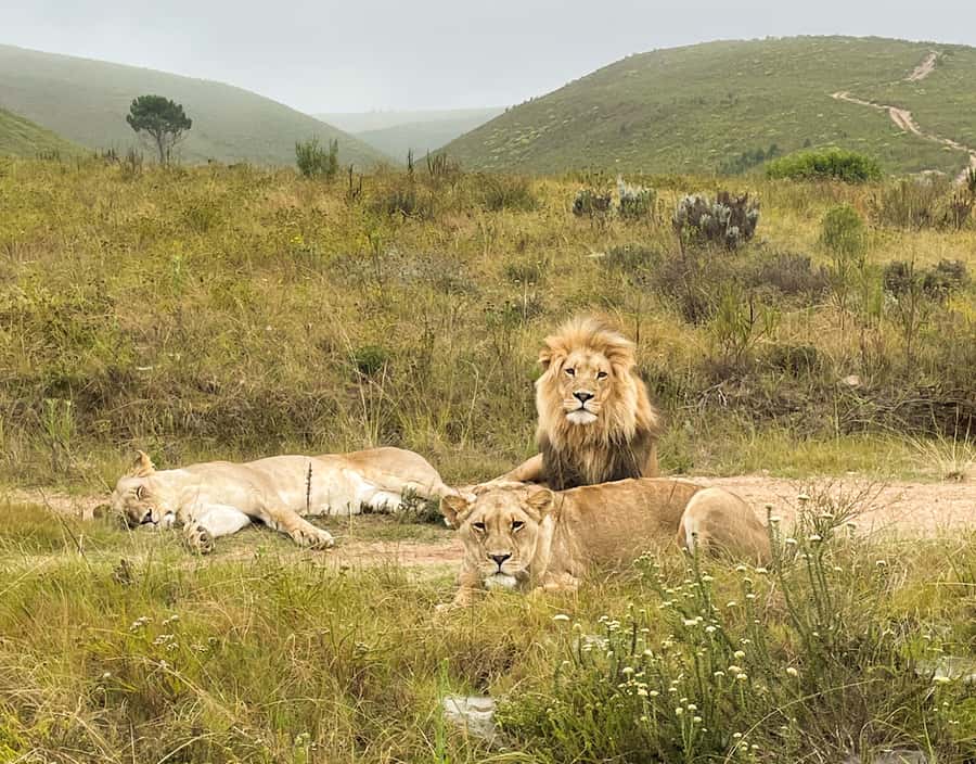 From Cape Town: South African Wildlife and Safari 2-Day Tour - Leaving Cape Town for the Garden Route