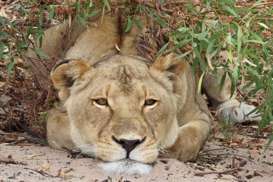 From Cape Town: Wildlife Safari, Olive, Beer & Wine Tasting - Key points at a glance