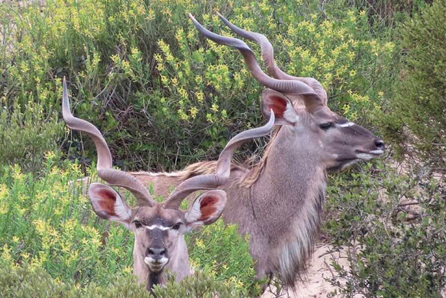 From Cape Town: Wildlife Safari, Olive, Beer & Wine Tasting - Why this West Coast combination works