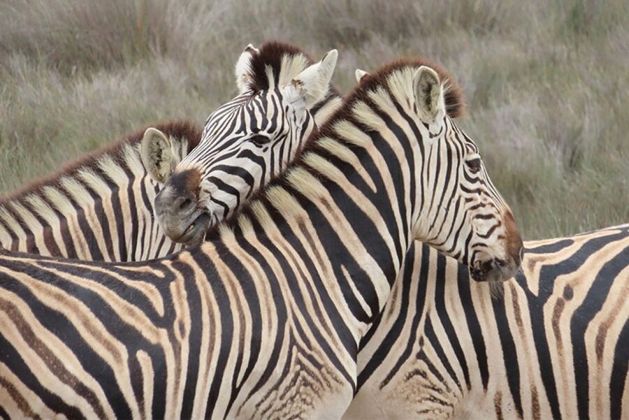From Cape Town: Wildlife Safari, Olive, Beer & Wine Tasting - What the Buffelsfontein safari can and cannot offer