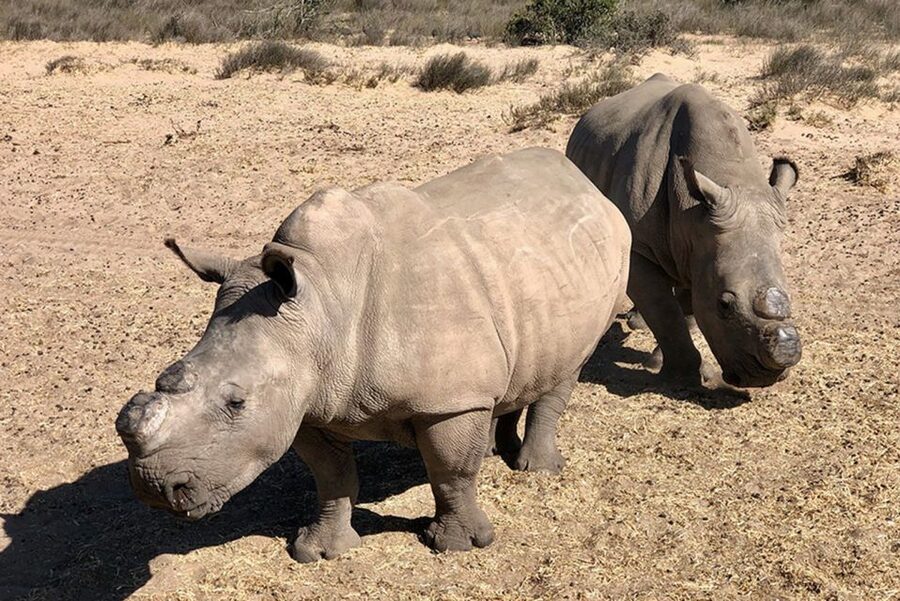 From Cape Town: Wildlife Safari, Olive, Beer & Wine Tasting - The drive to Buffelsfontein Game and Nature Reserve