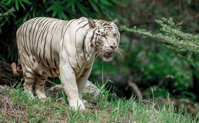 From Cebu City: Cebu Safari and Adventure Park Day Tour - Getting oriented across 170 hectares