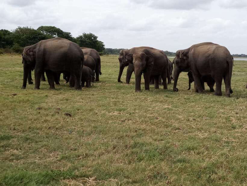 From Colombo: Sigiriya & Dambulla Day Tour with Safari - Choosing a safari at Eco Park, Kaudulla, or Minneriya