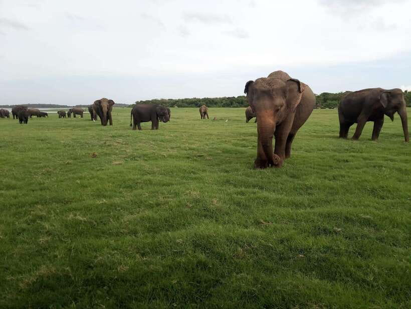 From Colombo: Sigiriya & Dambulla Day Tour with Safari - Transport, food, and the real cost