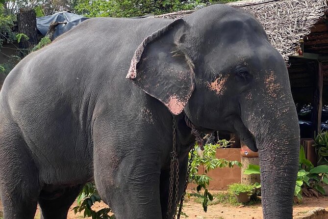From Colombo to Sigiriya Fortress, Dambulla & Minneriya Safari - What the $75 price really covers