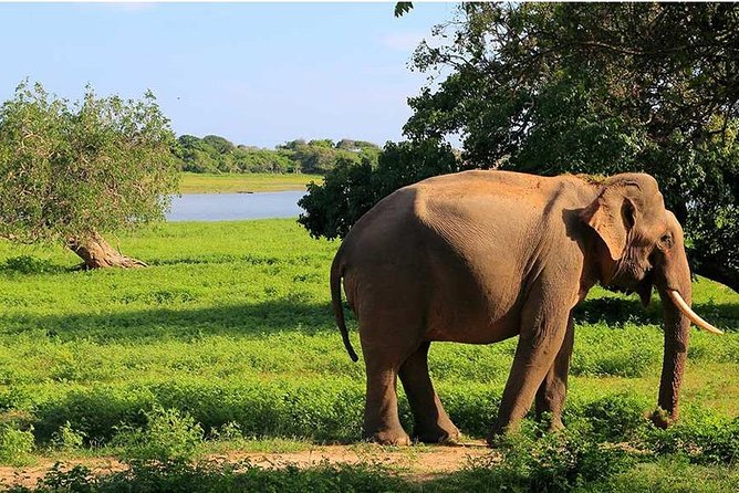 From Colombo to Sigiriya Fortress, Dambulla & Minneriya Safari - Reaching Sigiriya Lion Rock