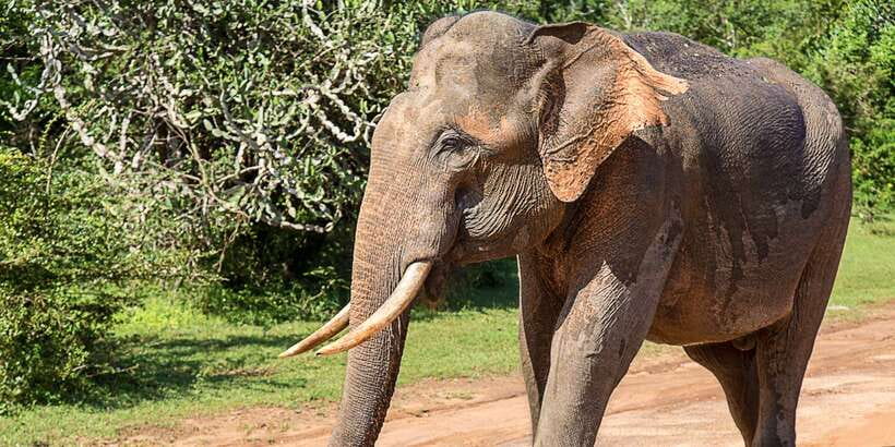 From Colombo: Udawalawa Safari & Elephant Transit Home Tour - Key points to know before booking