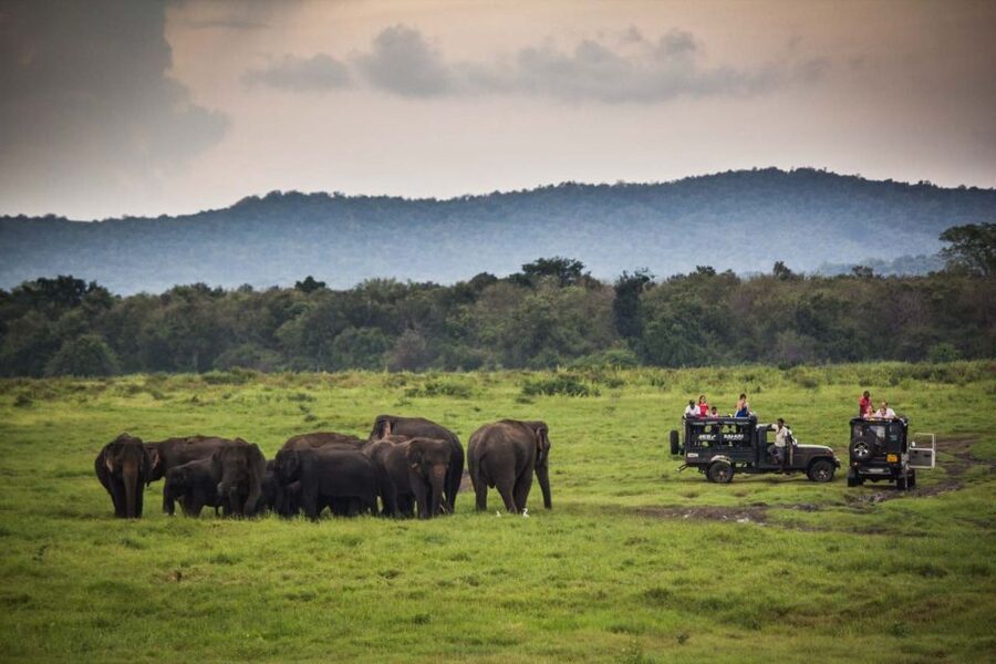 From Colombo: Udawalawa Safari & Elephant Transit Home Tour - Lunch in Udawalawe, with costs to watch
