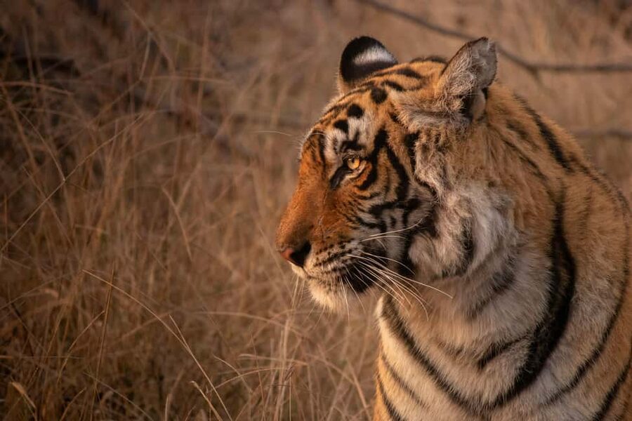 From Delhi: 4-Day Golden Triangle & Ranthambore Tiger Safari - Key points to know before booking