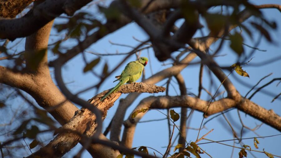 From Delhi: 4-Day Golden Triangle & Ranthambore Tiger Safari - Day 4: Jaipur’s forts, palaces and final drive