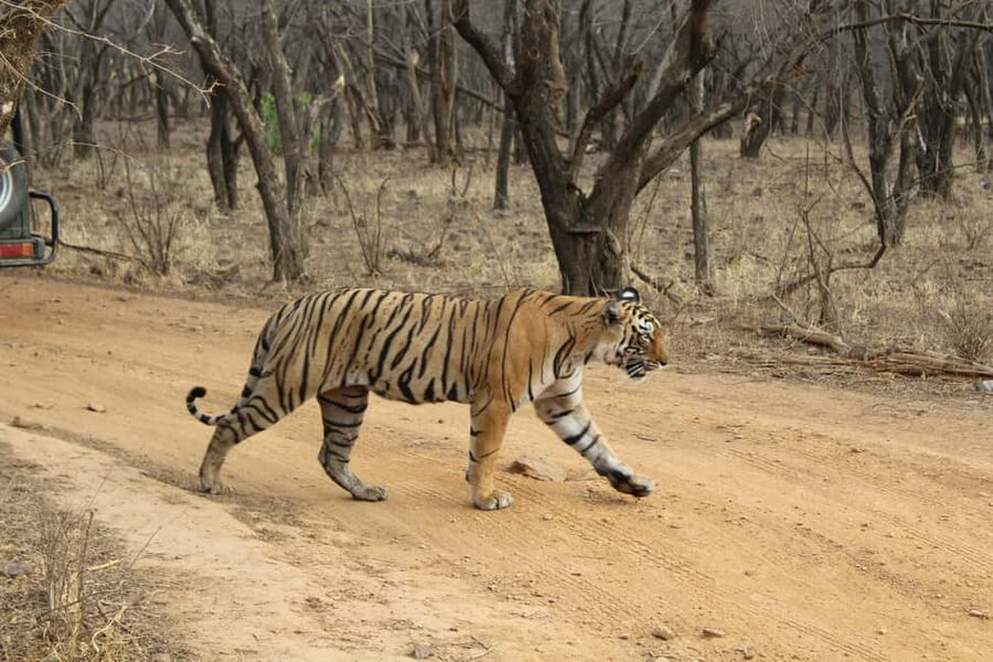 From Delhi: 4-Day Golden Triangle & Ranthambore Tiger Safari - Day 1: Delhi sights before the road to Agra