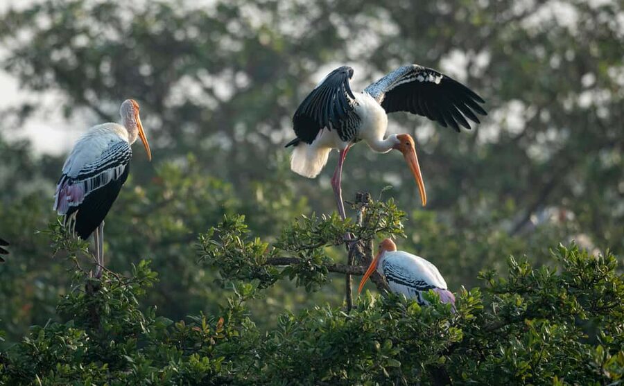 From Delhi: 5 Day Golden Triangle, Safari, & Bird Sanctuary - Five days from Mughal monuments to tiger country