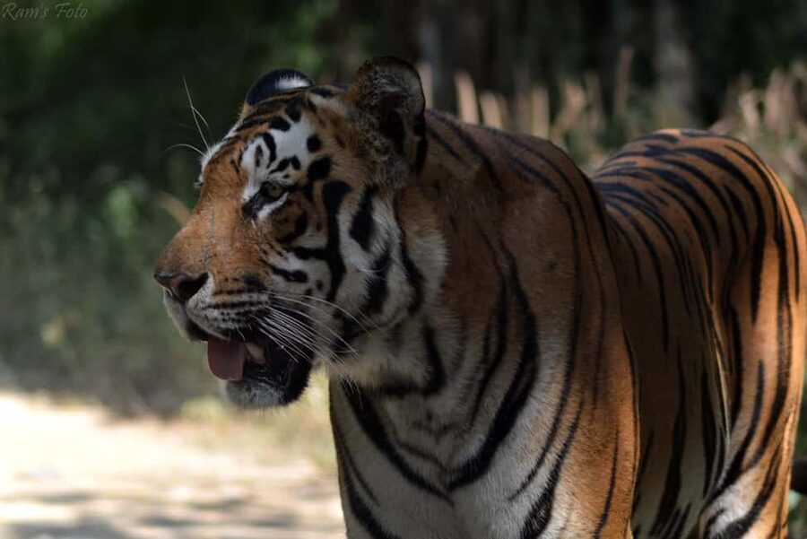 From Delhi: 5 Day Golden Triangle, Safari, & Bird Sanctuary - Should you book the Golden Triangle and safari tour?