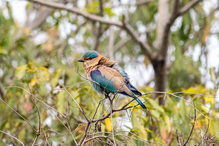 From Delhi: 5 Day Golden Triangle, Safari, & Bird Sanctuary - Delhi begins with Jama Masjid and Chandni Chowk