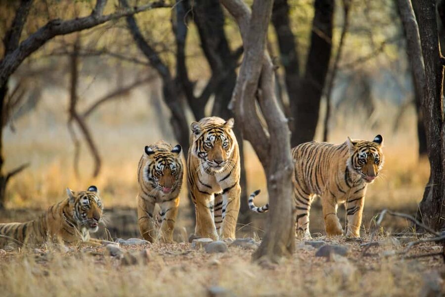 From Delhi: 5 Day Golden Triangle, Safari, & Bird Sanctuary - Guides, shopping, and clear boundaries
