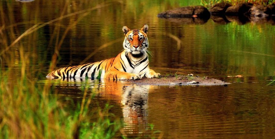 From Delhi: 5-Day Tiger Safari & Golden Triangle Tour - Day 2: The Taj Mahal, Agra Fort, and Fatehpur Sikri