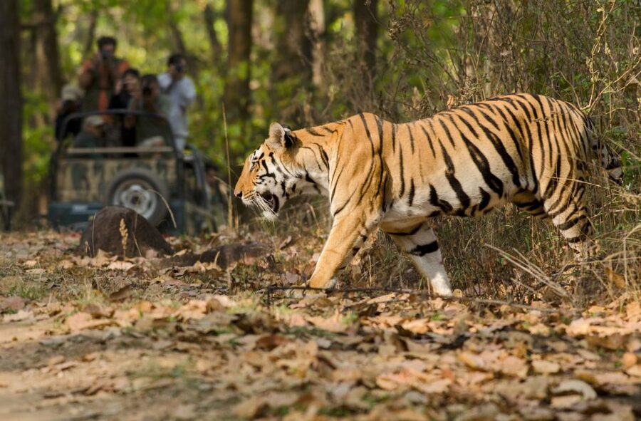 From Delhi: 5-Day Tiger Safari & Golden Triangle Tour - Day 3: Two safari drives in Ranthambore