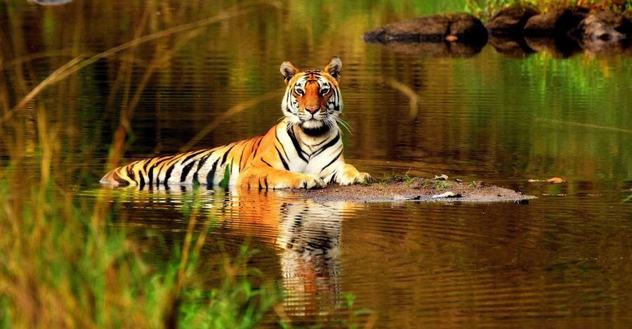 From Delhi: 5-Day Tiger Safari & Golden Triangle Tour - Is $153 per person good value?