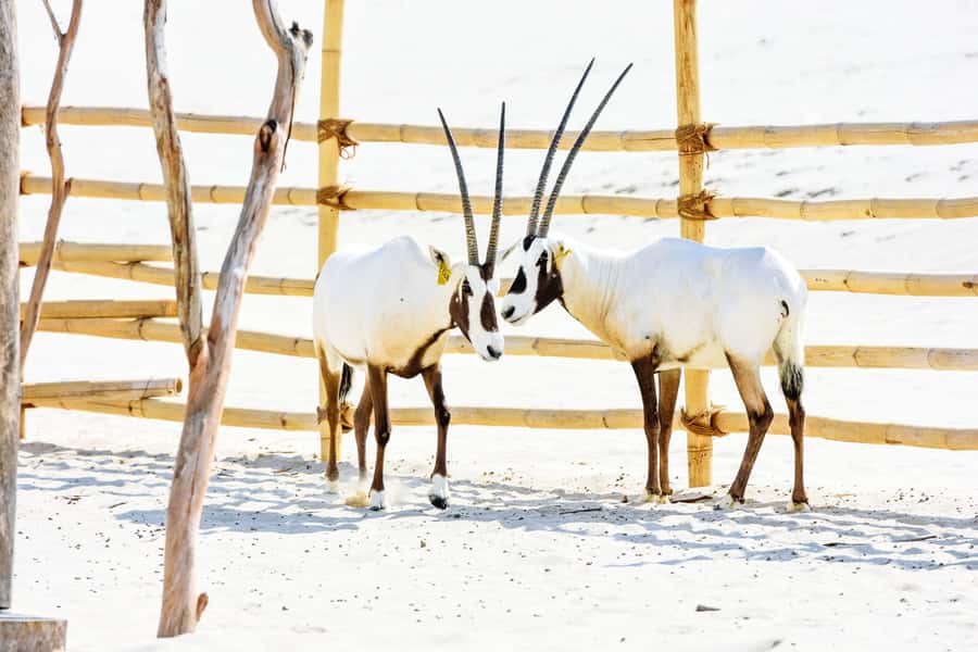 From Doha: 8-hour Safari Tour with Desert Beach Experience - Beach time, sandboarding, and simple camp activities