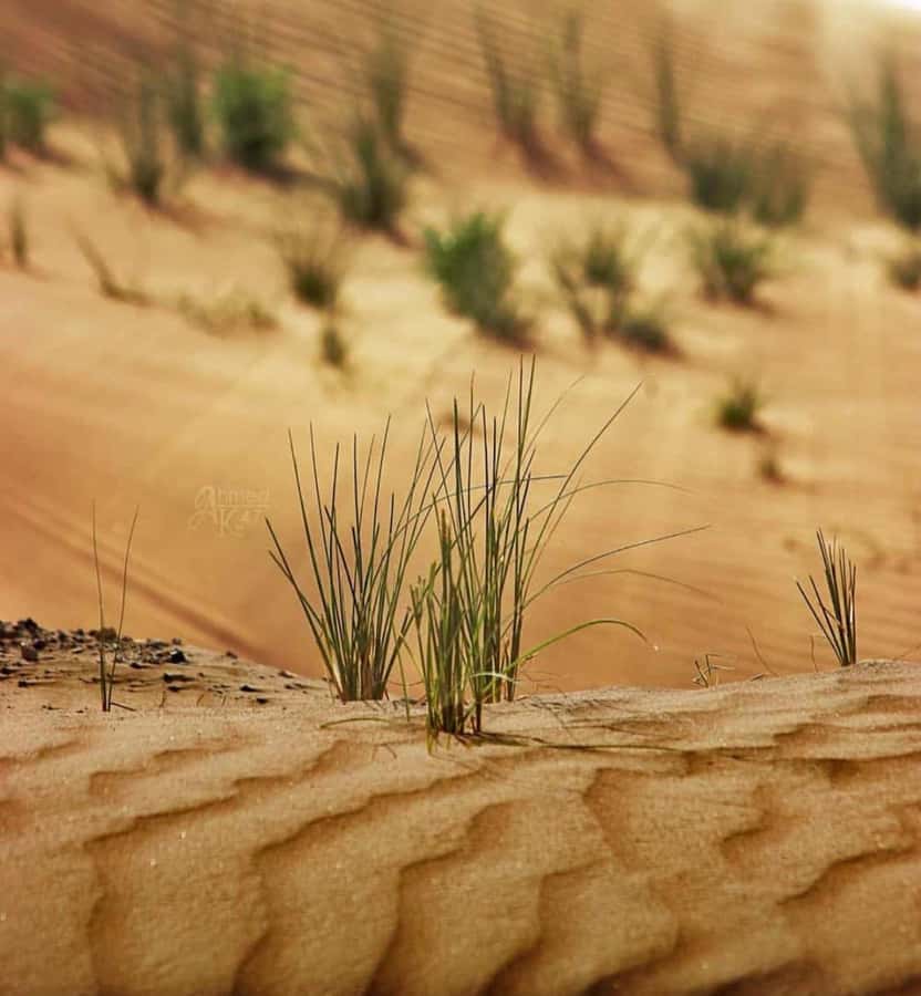 From Doha: Sunrise or Sunset Safari with Sand Boarding - The Inland Sea, Qatar’s most distinctive stop