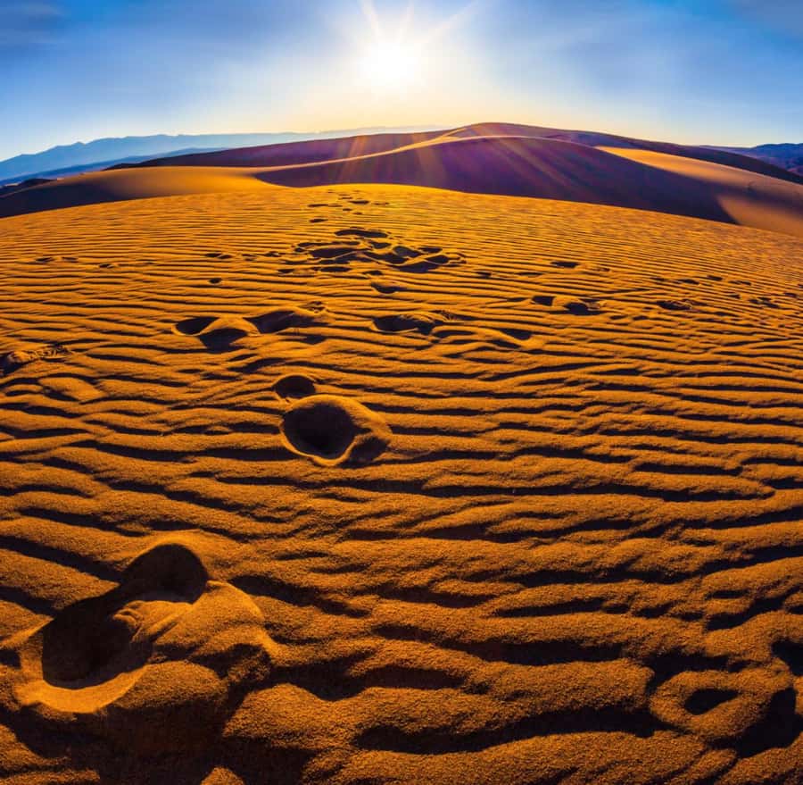 From Doha: Sunrise or Sunset Safari with Sand Boarding - The sea-line beach and camel camp stop