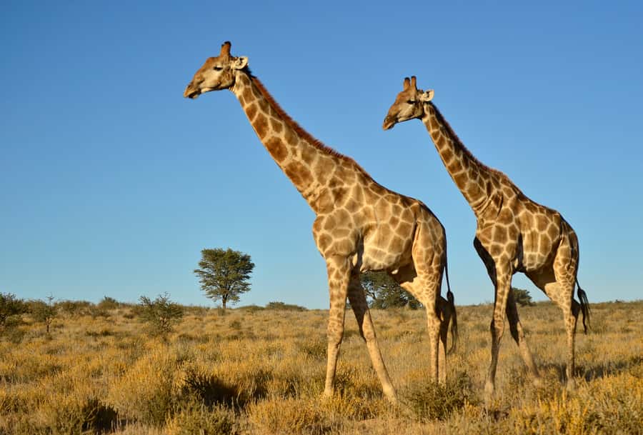 From Durban: Half-Day Safari Tour - The African Raptor Centre and its rescued birds