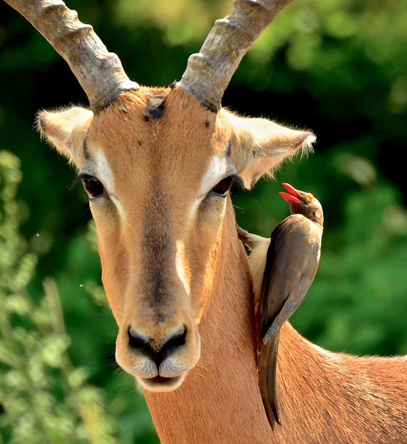 From Durban: Half-Day Safari Tour - Weather, clothing, and what to bring