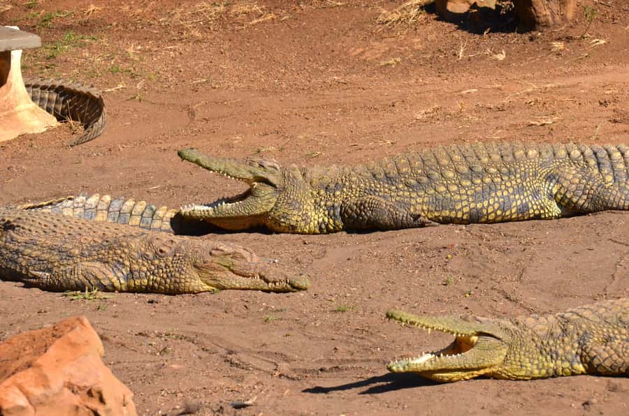 From Durban: Safari & PheZulu Village Day Tour - Key points at a glance